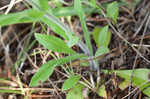 Eastern whiteflower beardtongue